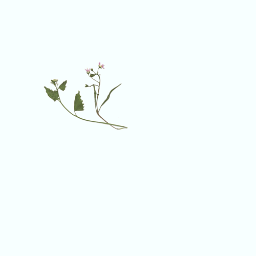 bloom_animation2